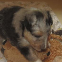 Shetland Sheepdog Puppies from Wyndeway Shetland Sheepdogs