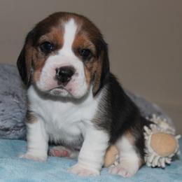 Eddy - Black tan and white male Beagle puppy in Morrill, Kansas from Kelle Beagles
