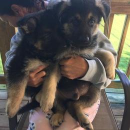 German Shepherd and Mastiff Puppies from Sherry Weber