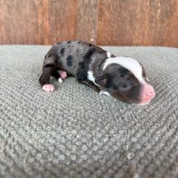 Gator - Blue merle male Aussiedoodle puppy in Eastland, Texas from H5 Mini Doodles