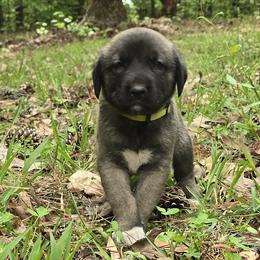 Girl 1- Yellow - Fawn female Anatolian Shepherd Dog puppy in La Grange, Georgia from Florida Anatolian Shepherds