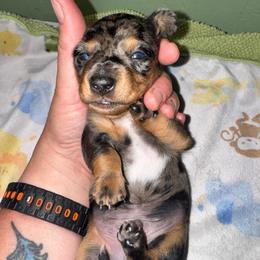 AKC Chip - Dapple male Dachshund puppy in Knoxville, Tennessee from Thea's Puppies