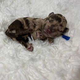 "Star Wars- Luke- 9.2 oz" Cavapoo and Cockapoo Puppies from Faith, Hope, and Doodles