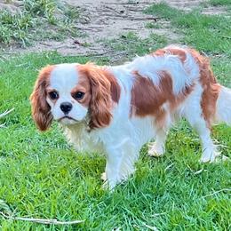 Cavalier King Charles Spaniel puppies from Sophie’s AKC Cavaliers