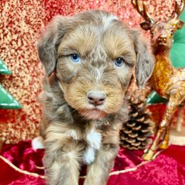 Rowdy - Brown merle male Aussiedoodle puppy in Marshall, Arkansas from Buffalo River Puppies