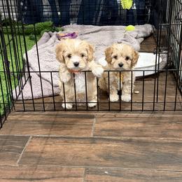 Cavalier King Charles Spaniels and Cavapoos from Arizona Cavaliers and Cavapoos