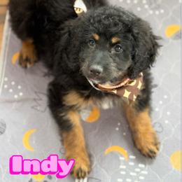 Indy - Wavy Coat - Tri-color female Bernedoodle puppy in Beecher, Illinois from Erica’s Doodles