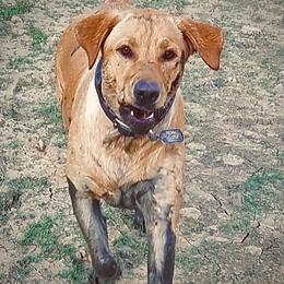 Remi - Labrador Retriever