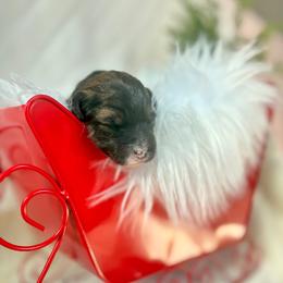 Echo - Sable female Bernedoodle puppy in Buda, Illinois from Hamilton Farm Doodles