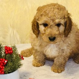 Ruger - Apricot male Saint Berdoodle puppy in Swartz Creek, Michigan from Whisky Paws Saint Berdoodles and Poodle Pups