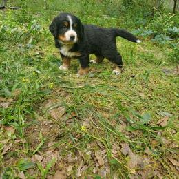 Blue Male - Black rust and white male Bernese Mountain Dog puppy in Nicholson, Georgia from Bernese Mountain Dogs of Pony Trail Farm