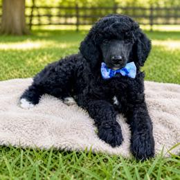 Davis - Black male Poodle puppy in Willacoochee, Georgia from Kitandkboodle's Doodles
