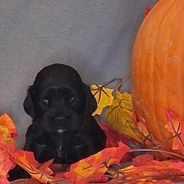 Andrew - Black male Cocker Spaniel puppy in Crossville, Tennessee from Timber Sunrise Cockers