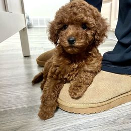 Elisabeth Grace - Poodle puppy from Michigan Mini & Toy Red Poodles