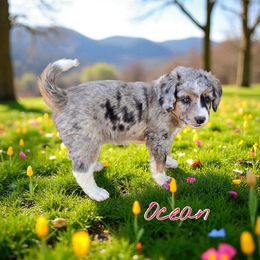 Ocean - Blue merle female Aussiedoodle puppy in Lebanon, Oregon from Abbott Family Farm