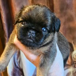 Sable rough girl - Wheaten female Brussels Griffon puppy in Huntsville, Alabama from Tammy's Brussels