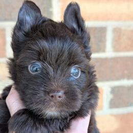 Max - Liver male Yorkshire Terrier puppy in Gaylesville, Alabama from Sweet Alabama Yorkies