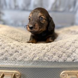 Romeo - Red male Dachshund puppy in Anderson, Alabama from Pasek Kennels