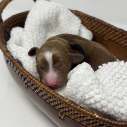 Dreamer - Black - Caramel red male Australian Labradoodle puppy in Citrus Heights, California from Elite Blend Labradoodles