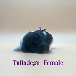 Talladega (Purple) - Parti female Poodle puppy in West Monroe, Louisiana from Diamond M Poodles and Doodles