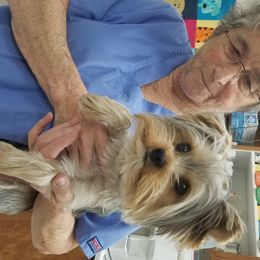 Yorkshire Terrier Puppies from Angela Coleman