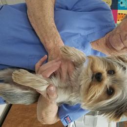 Yorkshire Terrier Puppies from Angela Coleman