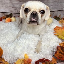 Saki - Pug