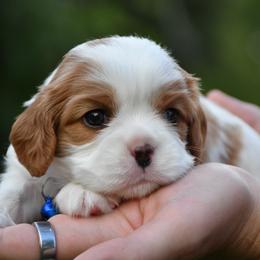 Grover - Blenheim male Cavalier King Charles Spaniel puppy in Hixson, Tennessee from Erickson Cavaliers