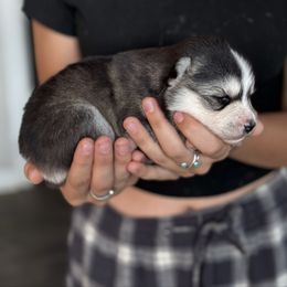 Boy 1 - Black and white male Pomsky puppy in Sturgis, Kentucky from Furever Pomskies