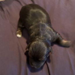 Yorkshire Terriers from Jackson Puppies