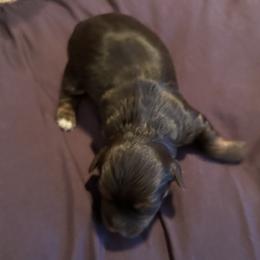 Yorkshire Terriers from Jackson Puppies