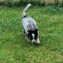 Dale - Blue speckled male Australian Cattle Dog puppy in Monett, Missouri from Rain Tree Ranch Australian Cattle Dogs