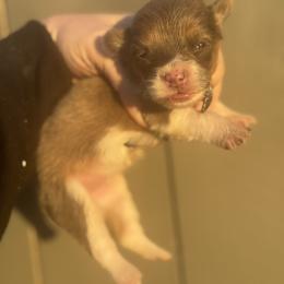 Versace - Sable female Pembroke Welsh Corgi puppy in East Oakdale, California from Rhettro Kennels