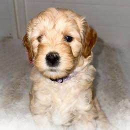 Rebbie - Apricot female Goldendoodle puppy in Garden Grove, California from Sunkissed Doodles