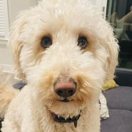 Goldendoodles from Doodles By Z