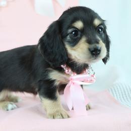 Luna - Black and cream female Dachshund puppy in Wakarusa, Indiana from PuppyLove Dachshunds