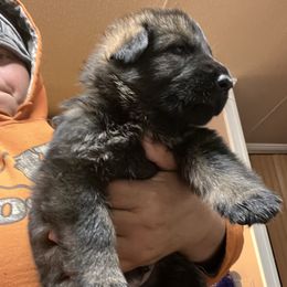 Boy 1 - German Shepherd puppy in Villa Rica, Georgia from Von Wolf GSD’S