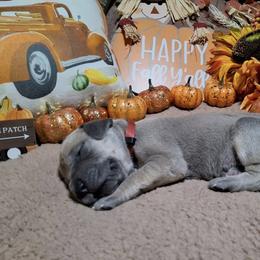 Charlotte - Fawn female Great Dane puppy in Seville, Florida from Caddylicious Great Danes