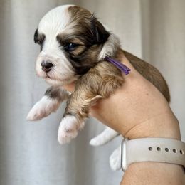 Everest (Purple collar) - Red sable female Havanese puppy in Silverton, Oregon from PNW Havanese