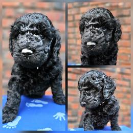 Doodlebug - Black female Goldendoodle puppy in Harris County, Texas from Cute & Curly Doodles