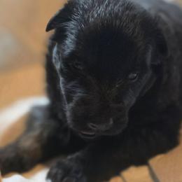 Girl 4 - Bi-color female German Shepherd puppy in Leon, West Virginia from Heart2Heart Kennels