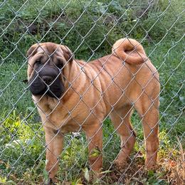 Pink collar - Red fawn female Chinese Shar-Pei puppy in Elkin, North Carolina from Martini Shar-Pei