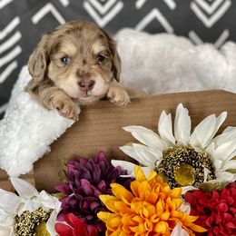 Dachshund Puppies from Warricks Wild Weenies
