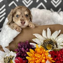 Dachshund Puppies from Warricks Wild Weenies