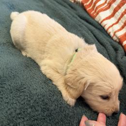 Mr. Green - Golden male Golden Retriever puppy in Vesuvius, Virginia from South River Retriever's