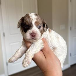 Scout - Brown white and tan male Cockapoo puppy in Bountiful, Utah from EasyBreezyDoodles