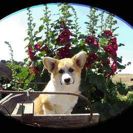 Pembroke Welsh Corgi Puppies from Poso Creek Corgis