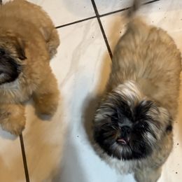Shih Tzu Puppies from Shih-tzu Dynasty