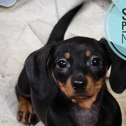 Dachshunds from Shar’s Precious Mini’s