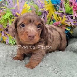 AKC Apricot - Dapple male Dachshund puppy in Texarkana, Arkansas from Pasta Pups Miniature Dachshunds